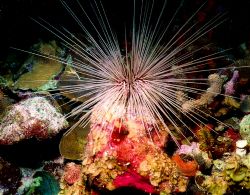 Long Spined Urchin, Nikonos V 28mm by Marylin Batt 